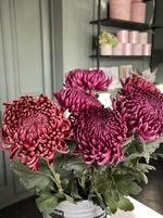 Хризантема одноголовая бордовая от 7 шт