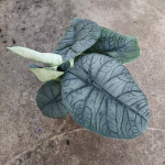 Алоказия MELO