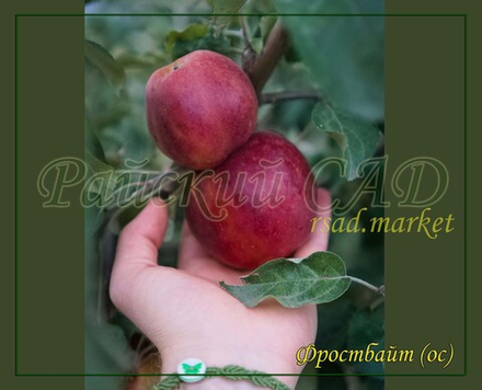 Яблоня Фростбайт (Frostbite)