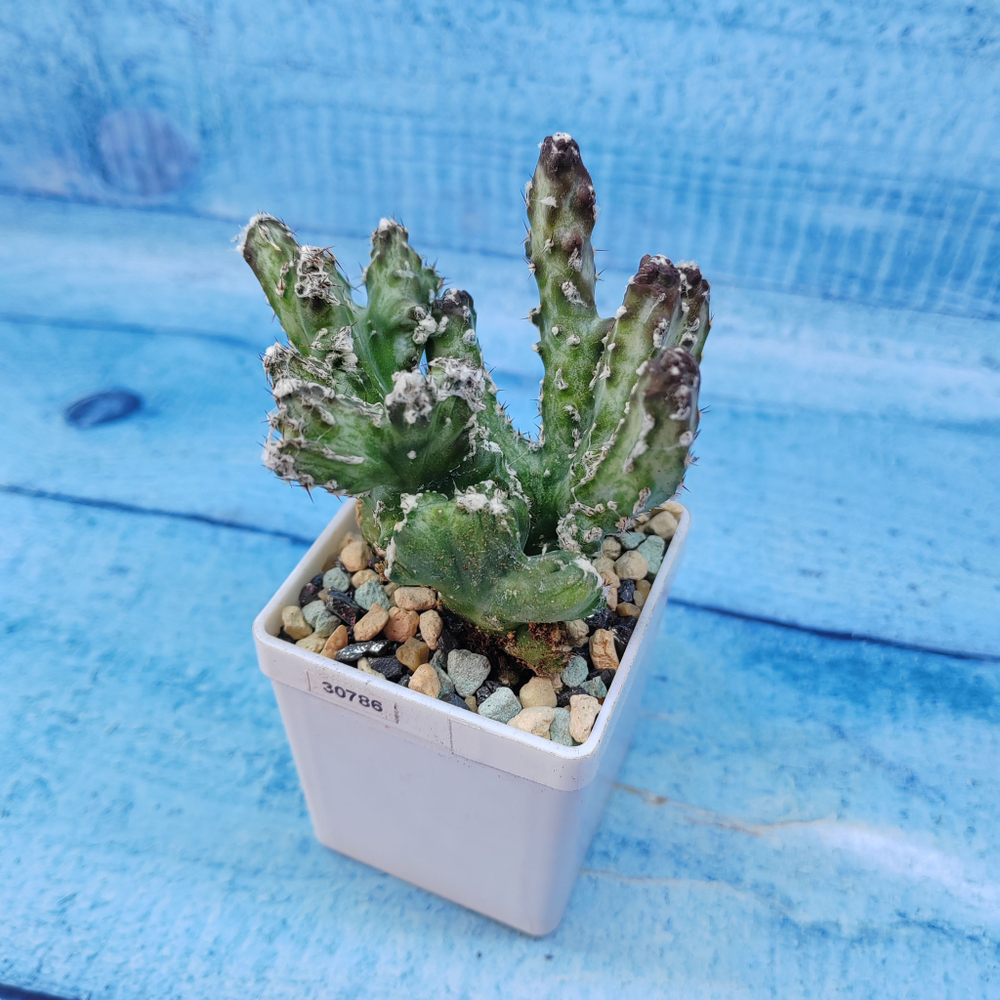 Monvillea Spegazzinii (Монвилея)