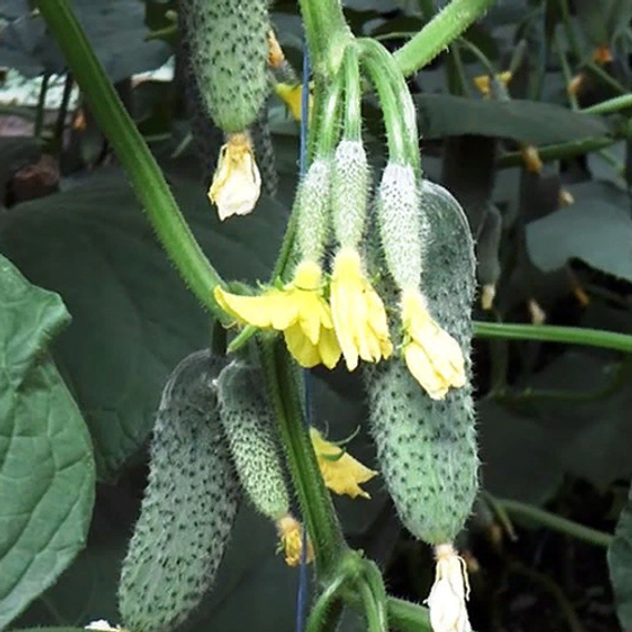 МУССОН F1 семена огурца Sakata описание – фото 3