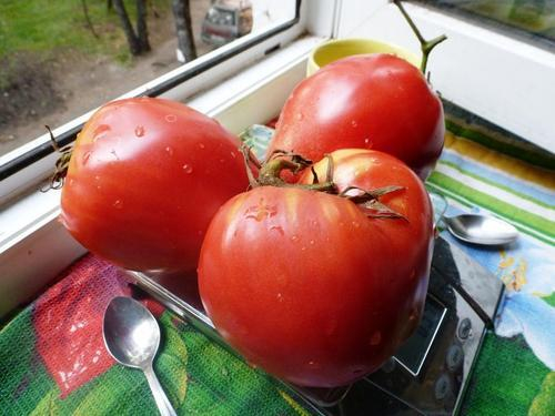 Помидоры Казахстанский Домашний