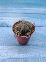 Euphoria Obesa (Эуфорбия)