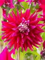 Георгин декоративный Дарк Хорс