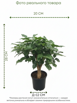 Радермахера Green Treasure д.12