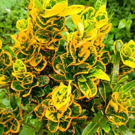 Кротон APEL MAWAR