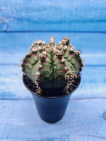 Gymnocalycium T-Rex Pink hybride (Гимнокалициум T-rex)