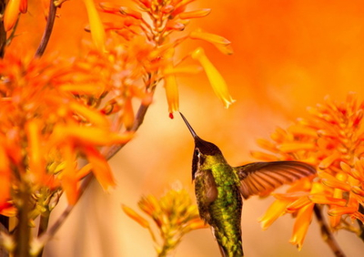 Фото на стекле "Маленькая птица" Декор для дома, подарок