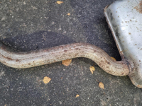 Глушитель Chery Tiggo 8 Pro Max (2022-н.в.)