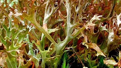 Мох цетрария (слоевища)