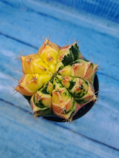 Gymnocalycium Variegata (Гимнокалициум Вариегатный)