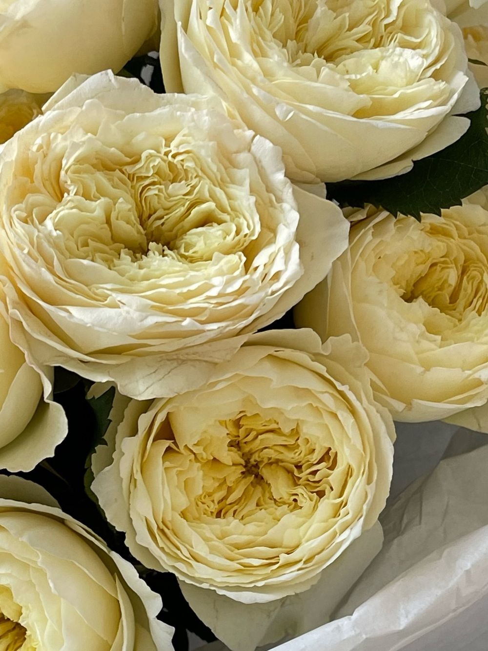 Монобукет из кустовой пионовидной розы желтого оттенка