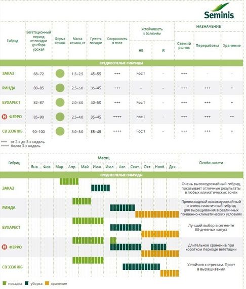 БУХАРЕСТ F1 семена капусты белокочанной Seminis характеристика