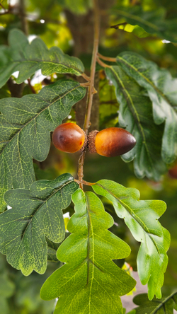Дуб 240см в техническом кашпо