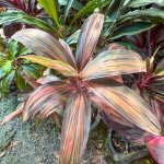 Кордилина PINK INTEGRITY