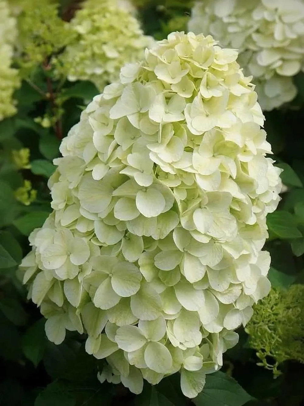 Гортензия метельчатая Геркулес