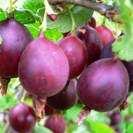 Крыжовник бесшипный Кооператор (2-летний) ОКС