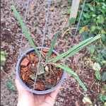 Хойя ACICULARIS