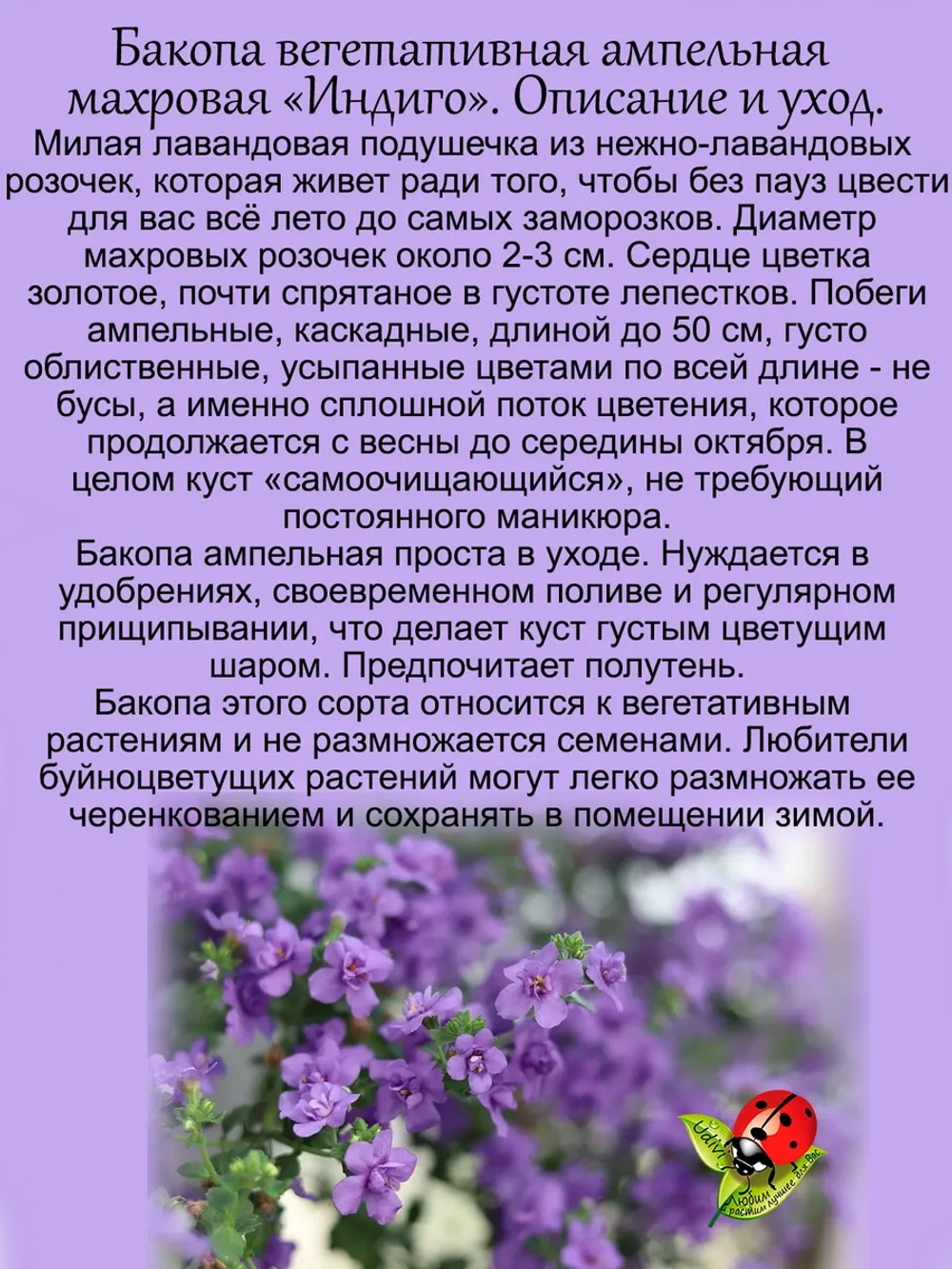 Бакопа Индиго махровая ампельная