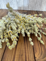 Лимонник крымский - Чабан трава