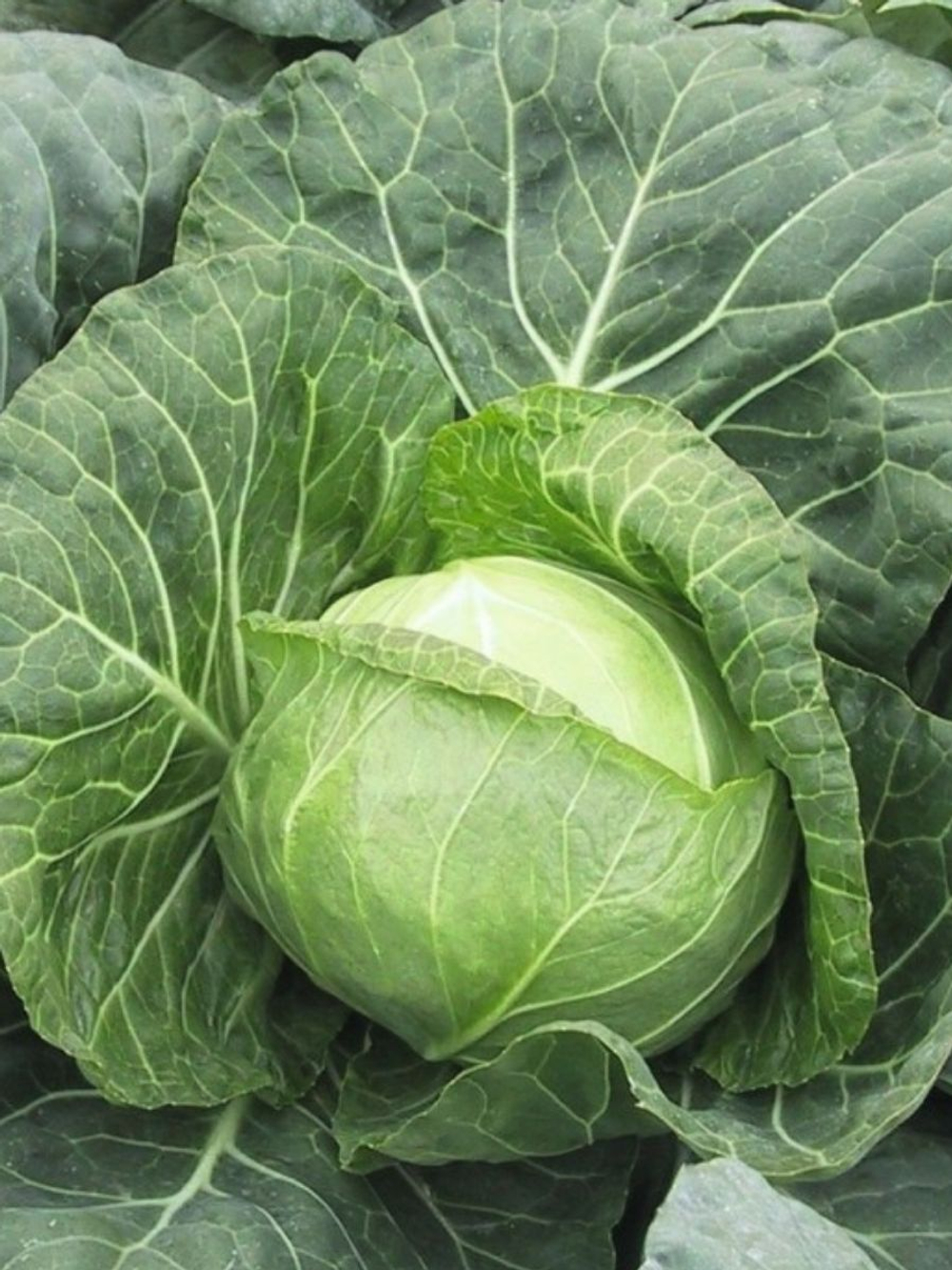 Семена капуста Парел F1 белокочанная, 15 семян (Vita Green / Вита Грин)