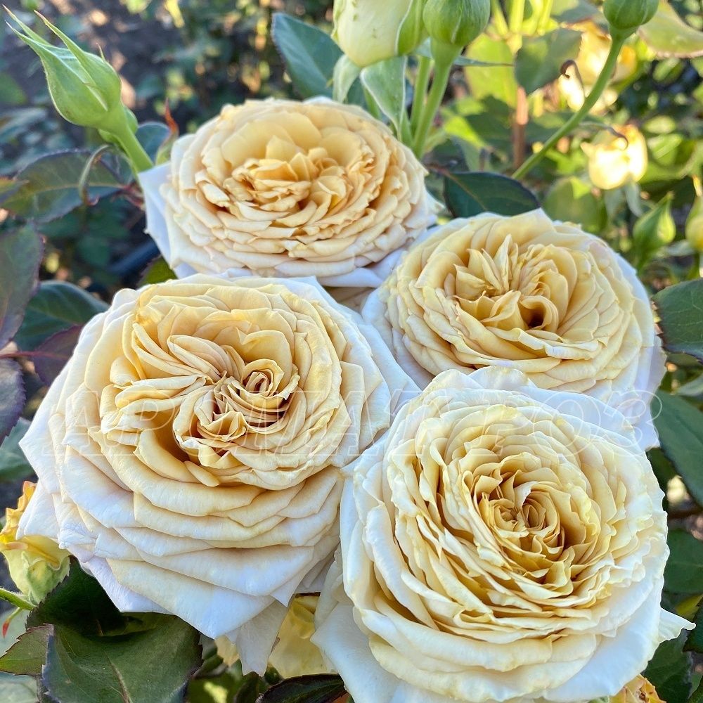 Спойлер (Spoiler)