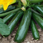 Диамант F1 семена кабачка (Seminis / Семинис)