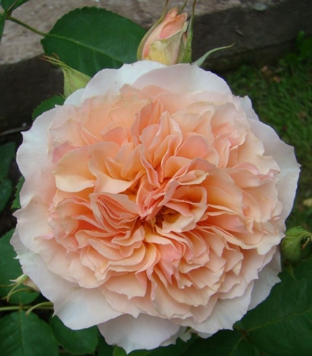 Фруфрутант Жаки (Froufroutante Jackie)