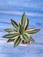 Agave Americana Mediopicta (Агава)