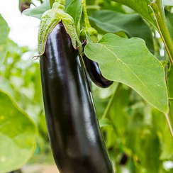 КАРАТАЯ F1 семена баклажана (Vilmorin | Alexagro)