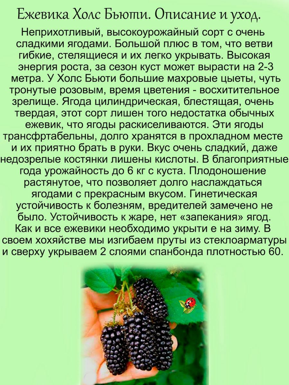 Ежевика Холс Бьюти бесшипная