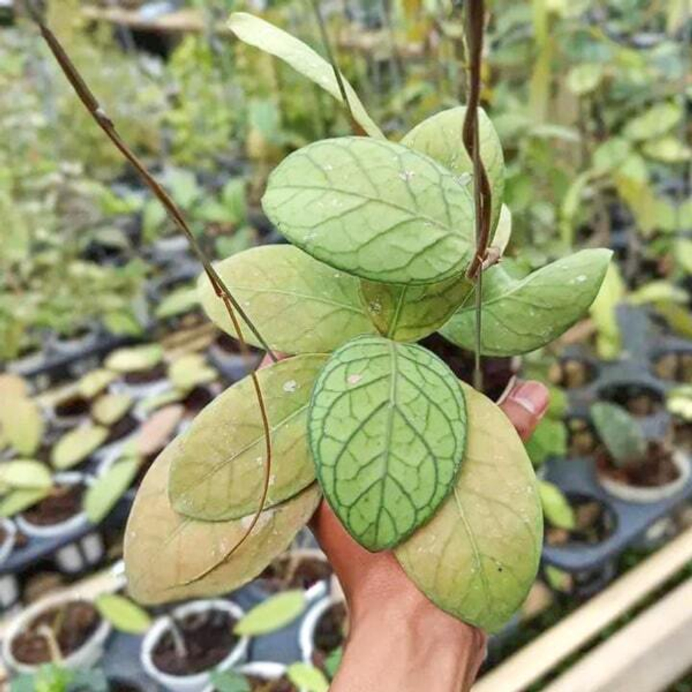 Хойя SP LAMPUNG TALANG OGAN