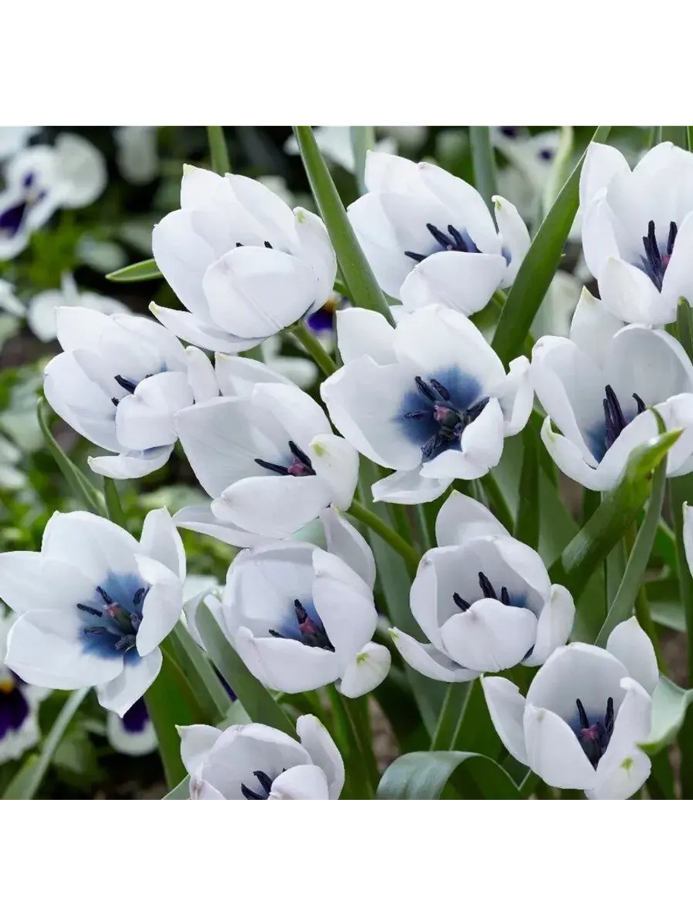 Тюльпан,луковицы Альба Коурелеа Окулята (4 штуки)