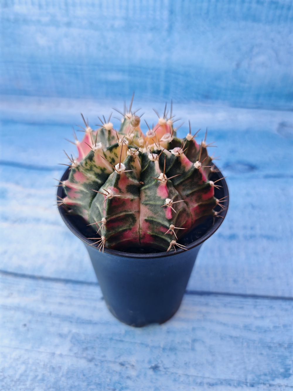 Gymnocalycium Variegata (Гимнокалициум Вариегатный)