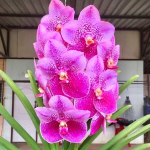 Ванда V CHARLES GOOD FELLOW X V SUKSAMRAM GOLD X V JIMMY MILLER #108