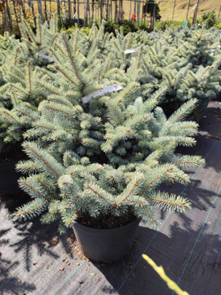 Ель колючая 'Glauca Globosa'