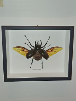 Жук Халькозома Chalcosoma в рамке