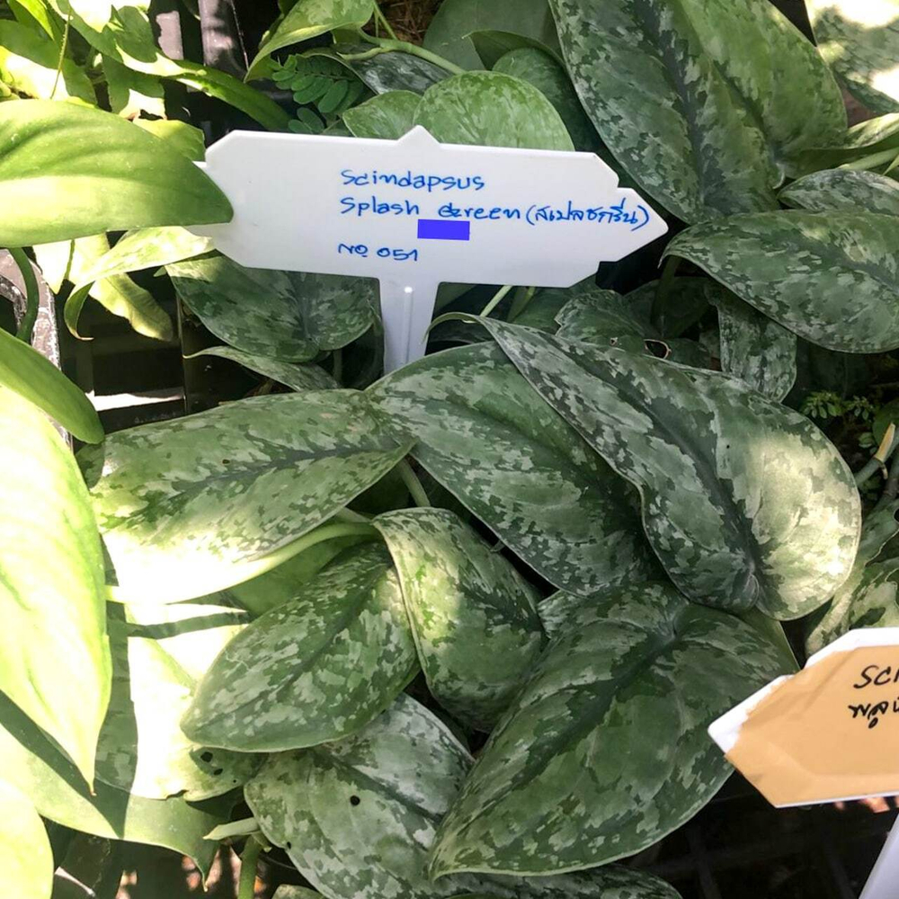 Сциндапсус SPLASH GREEN