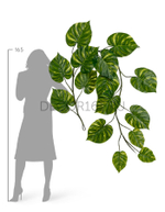 Потос Giant лиана дл-240 см 15 листов (Sensitive Botanic) 6/24 20.092235GY