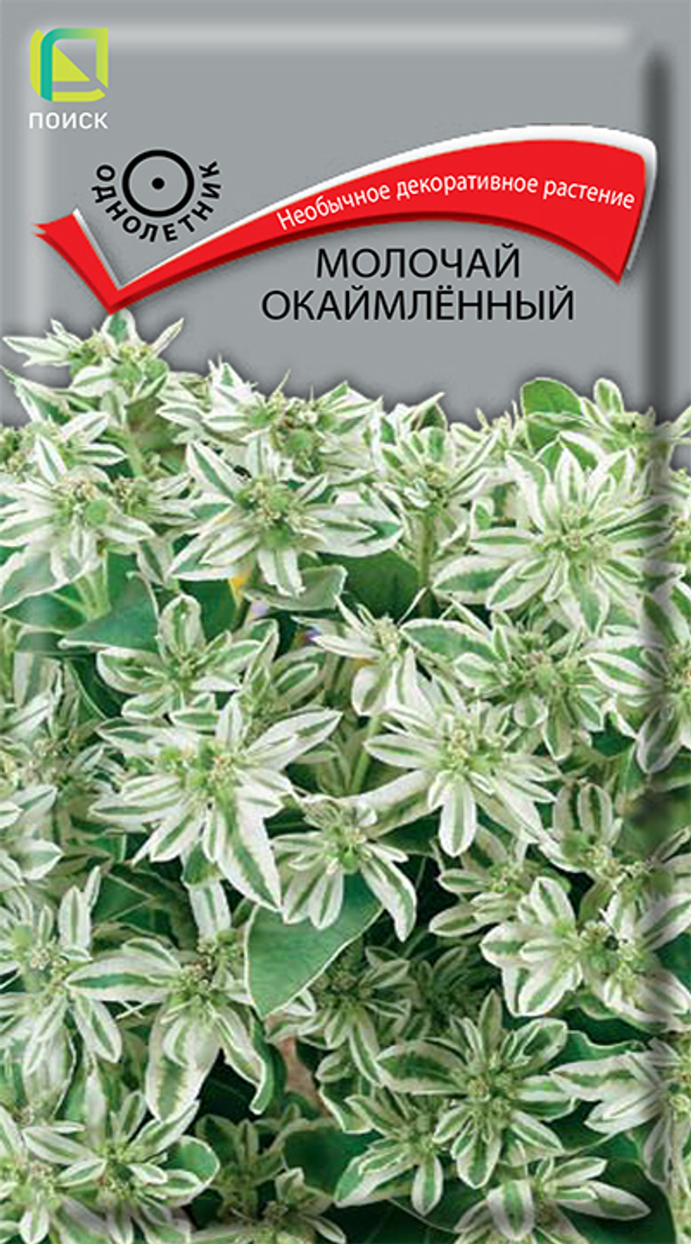 Молочай окаймленный