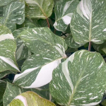 Филодендрон WHITE KNIGHT MARBLE