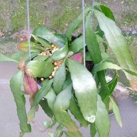 Псевдорипсалис RAMULOSA