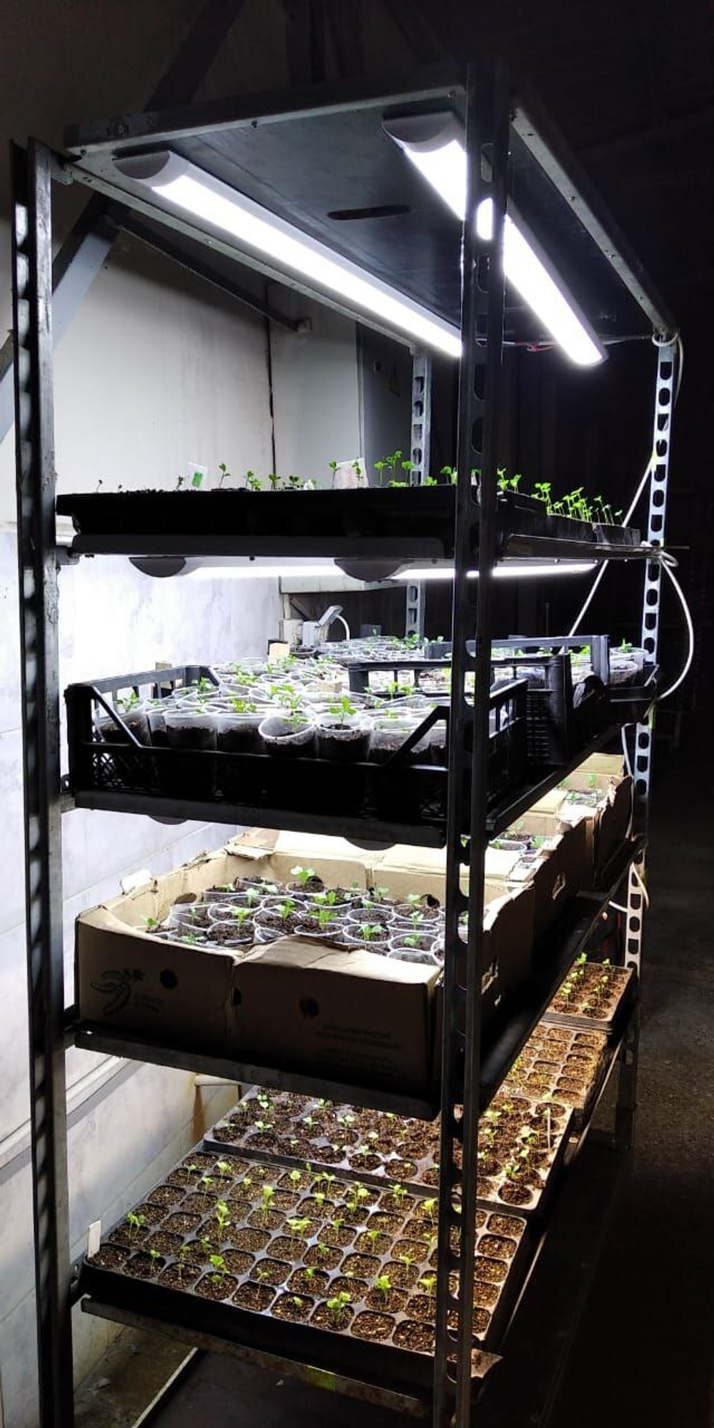 Базилик фиолетовый в горшке