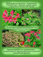 Пеларгония Конколор ласе