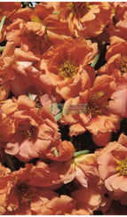 Портулак крупноцветковый F1 SUNDIAL TANGERINE
