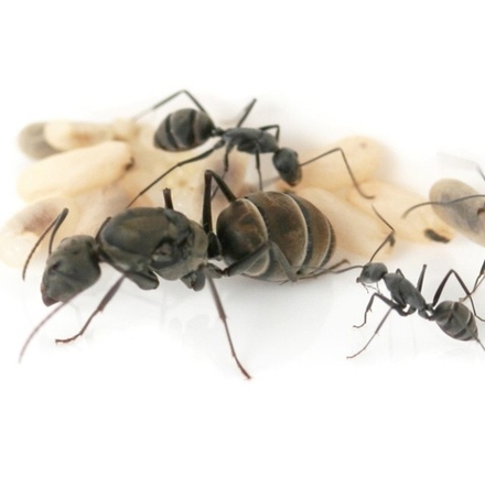 Муравьи Camponotus parius (Реактивный муравей)