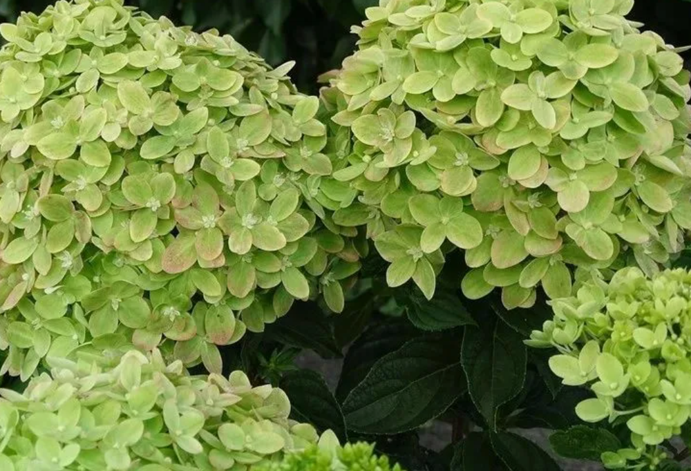 Гортензия метельчатая Mojito o в контейнере 0,5л