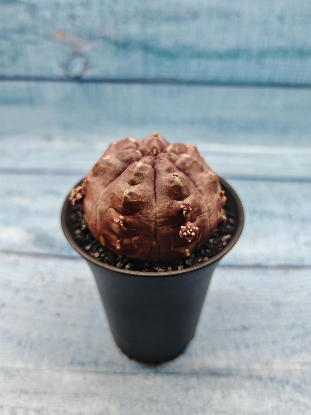 Gymnocalycium Daydream (Гимнокалициум)