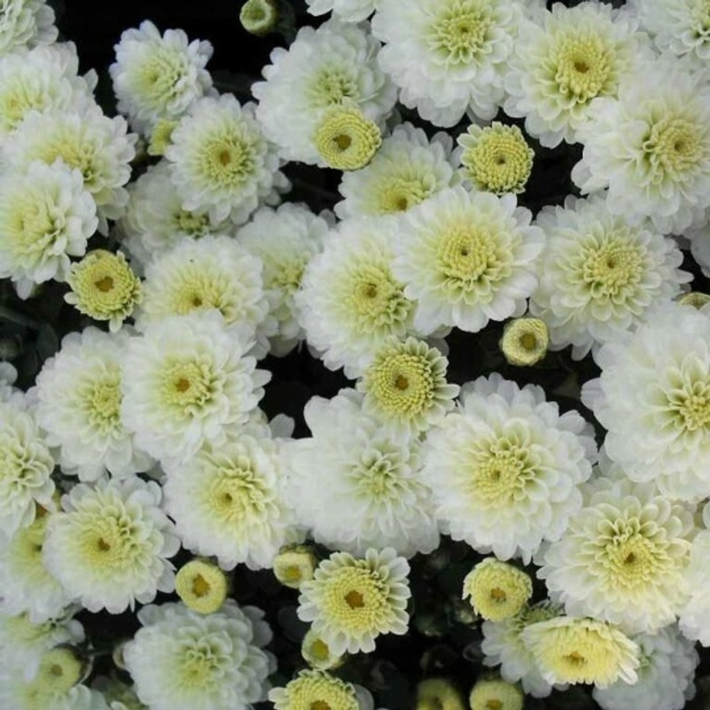Хризантема Мультифлора Gigi Snow