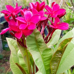 Плюмерия VAR / RED SIAM